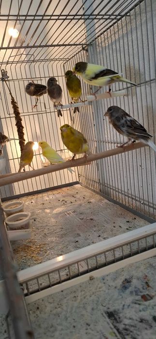 Canários Timbrado Espanhol