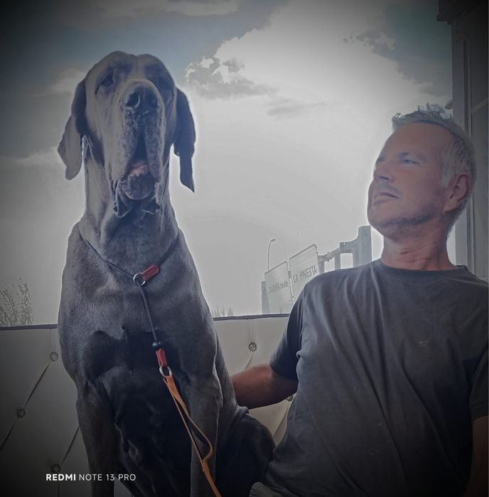 Dogue  alemao azul femea