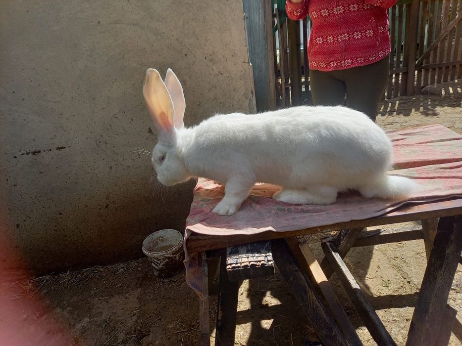 Європейська шиншила,білий велікан,фландер