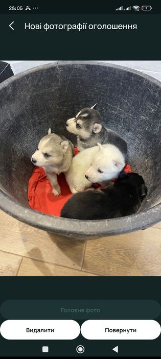 Продам, цуценя хаскі