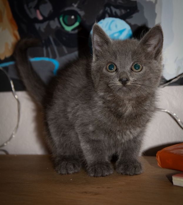 Шукаємо дім милим малюкам