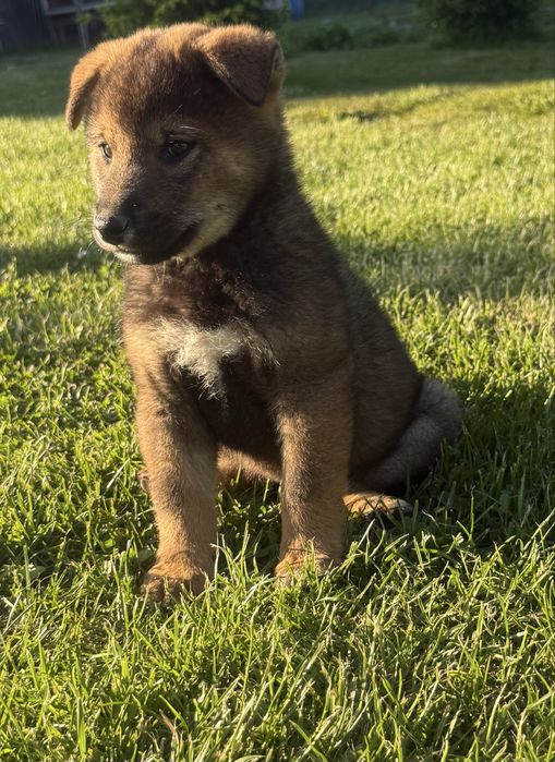 Shiba inu sezamowy chlopak