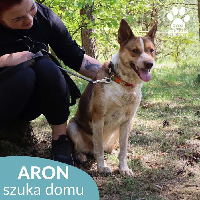 Aron szuka domu!