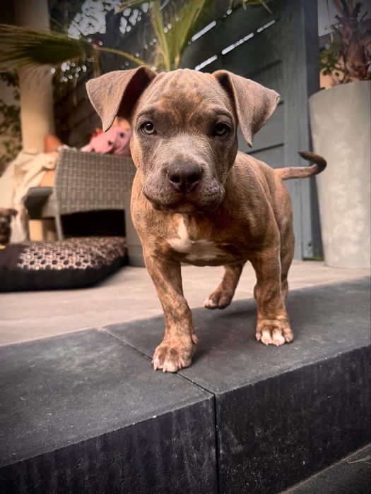 American Bully - APOLLO  - Gotowy do odbioru już teraz!