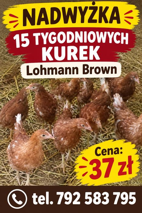 Nadwyżka kurek Lohmann Brown