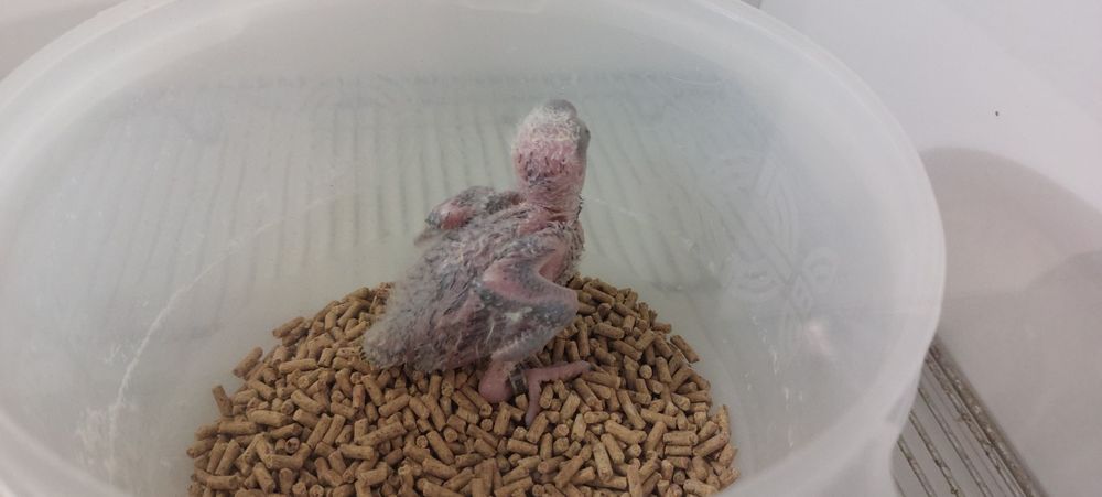 Aratingas criadas à mão.