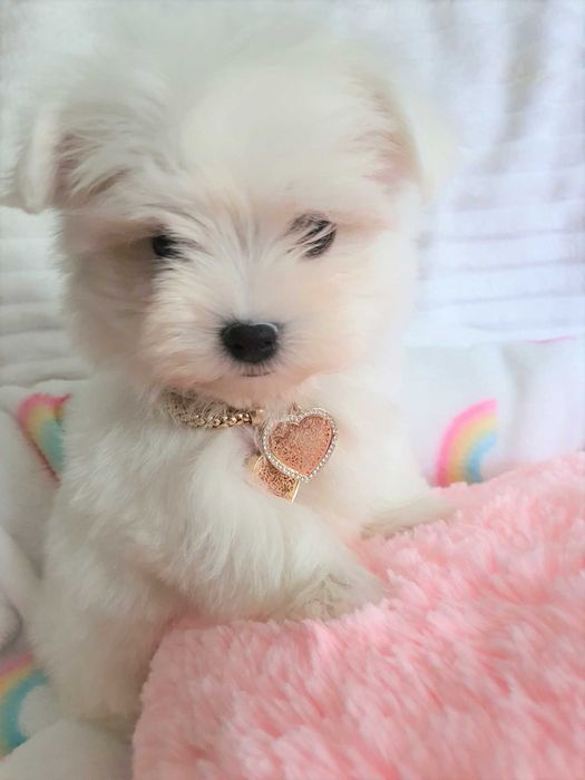 Maltańczyk Super Mini Piesek, Rodowód FOK, WDF, IKU