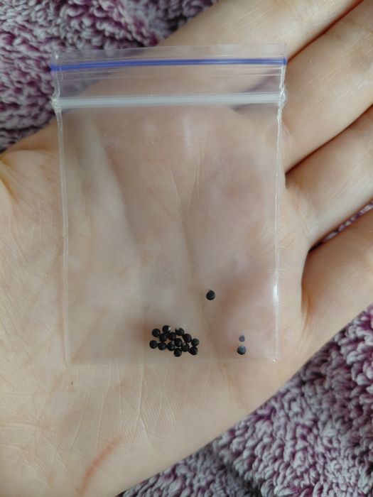 Насіння Talinum Caffrum