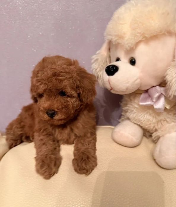 Солодкий малюк той пудель