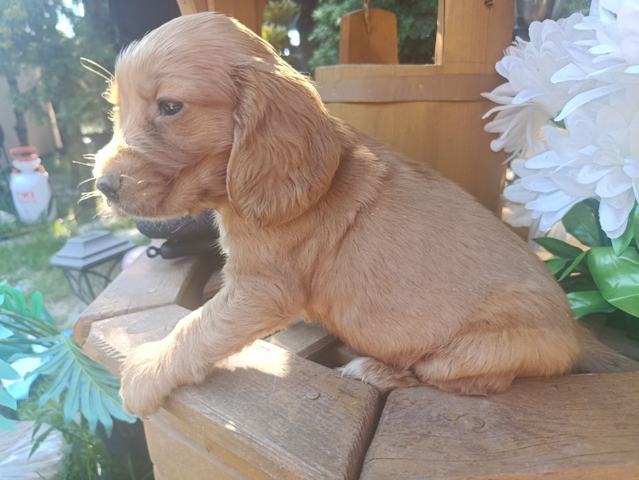 Cocker spaniel angielski Piesek Rodowód