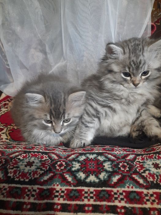 Купи котеня на мирне життя