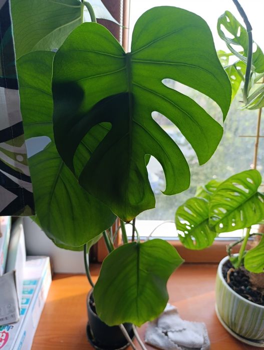 Monstera delisiousa