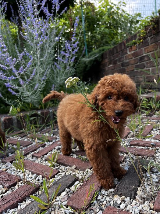 Ваш друг на віки Тойпудель та Мальтіпу ф2