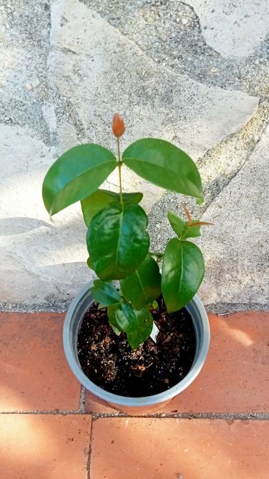 Pitangueira - Eugenia uniflora