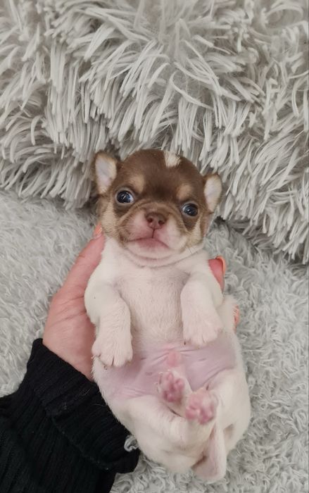 Excelente menino mini mini chihuahua/chiuaua linhagem Russa.Qualidd