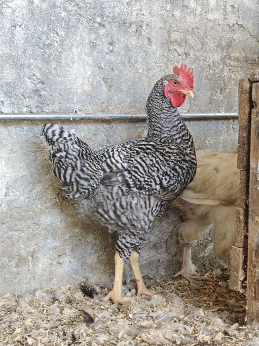 Frango pedrês portuguesa