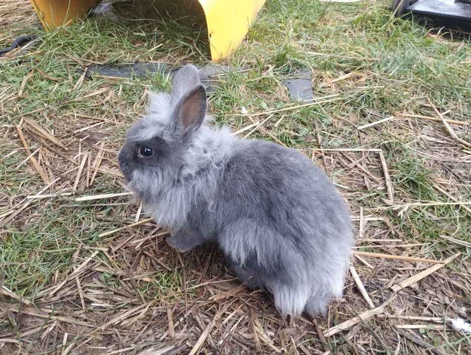 Króliczki miniaturki chłopcy