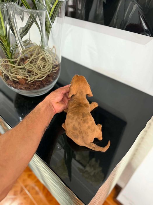 Teckel Kaninchen MACHO   Castanho   com LOP E AFIXO