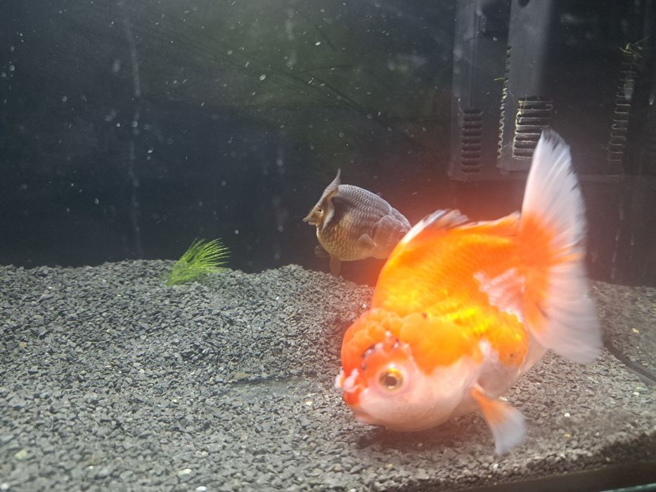 Welon oranda red white
