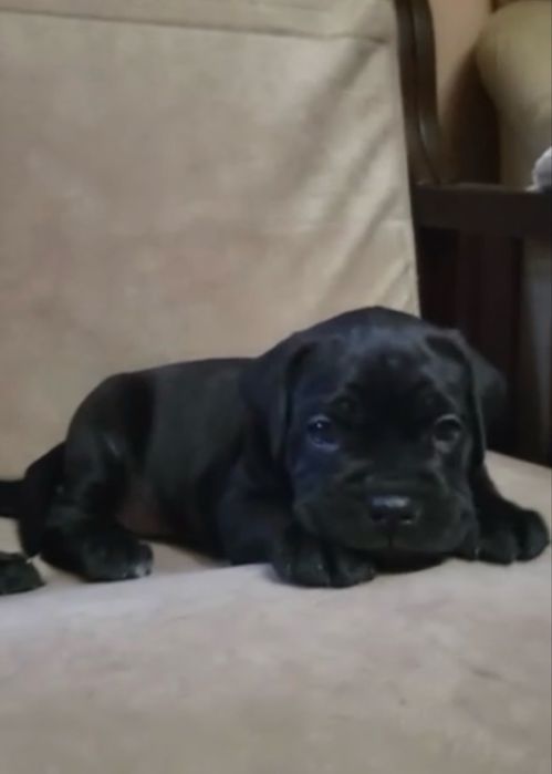 Кане корсо дівчатка та хлопчики.