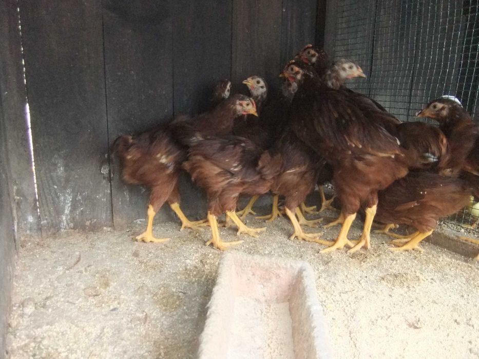 Rhode Island Red  pintos e frangos disponíveis