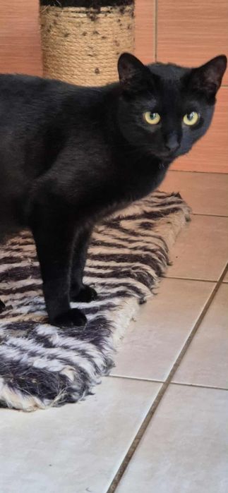 Do adopcji klasyka- czarny kot na szczęście