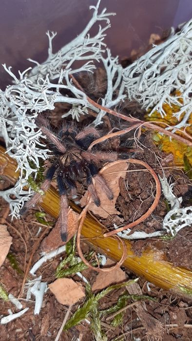 Zestaw Chromatopelma cyaneopubescens l3 +gotowy pojemnik i karaczany