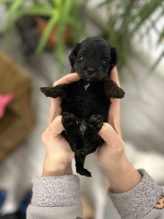 Чудо-хлопчик йоркіпу