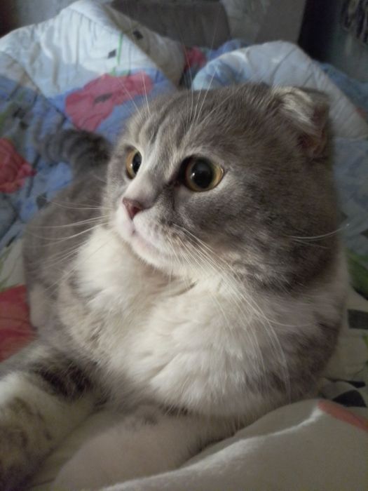 Вязка 400.вислоухий шотландский