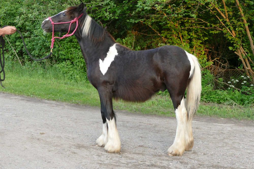 Gypsy Cob  ogierek z 2025 r. -  gen perły, ICS, negocjacje