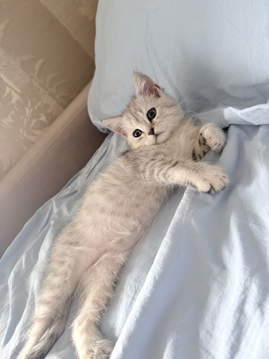 Котик британська шиншила