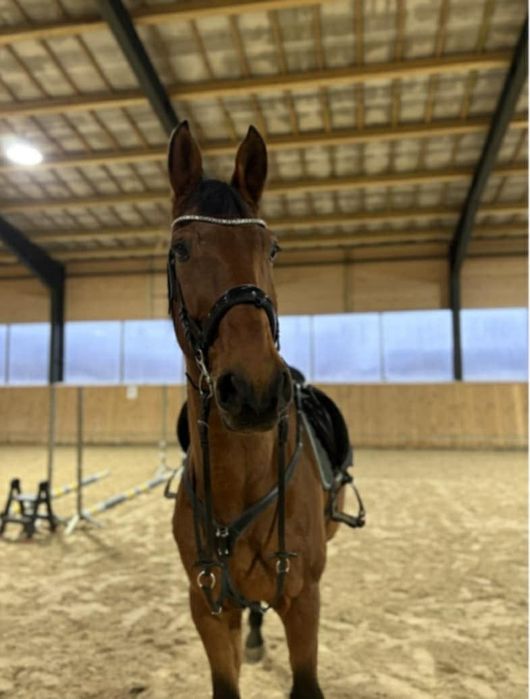 Sprzedam konia  wałacha !!!