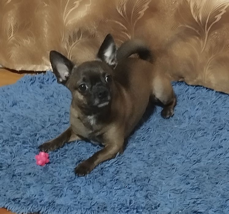 Вязка чихуахуа кобель.