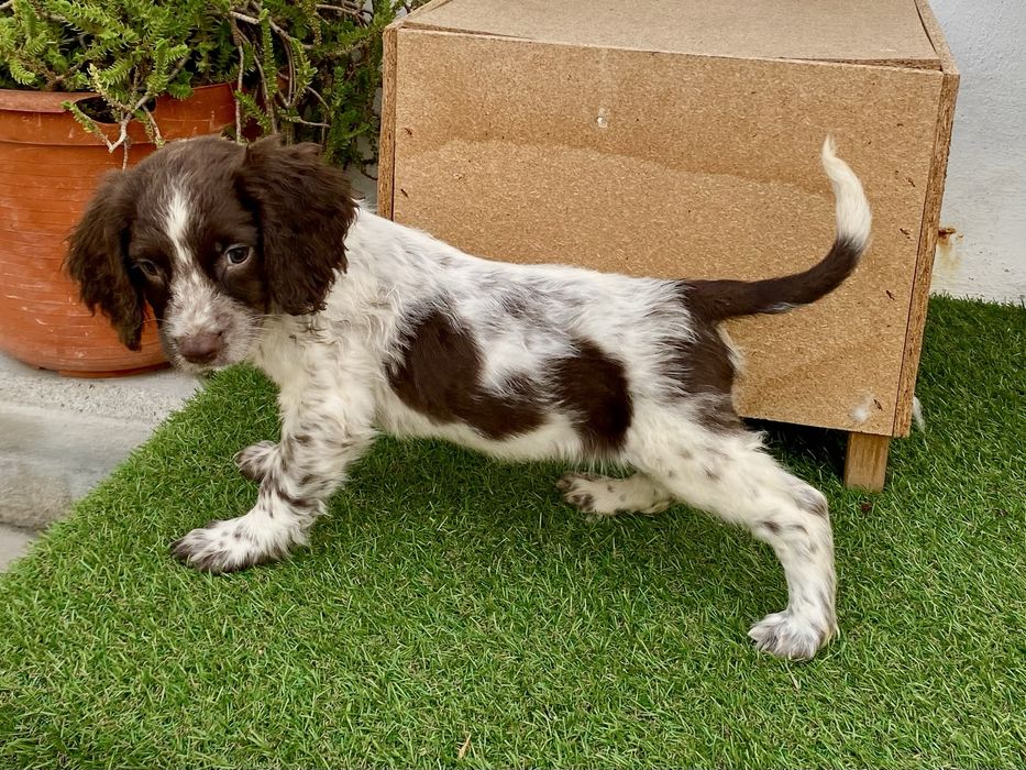 English  Spriger Spaniel