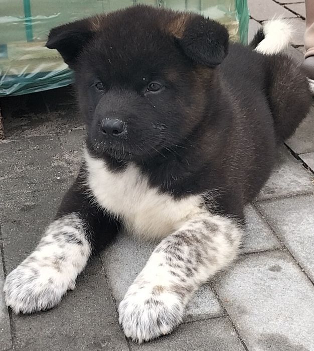 Американські Акіти