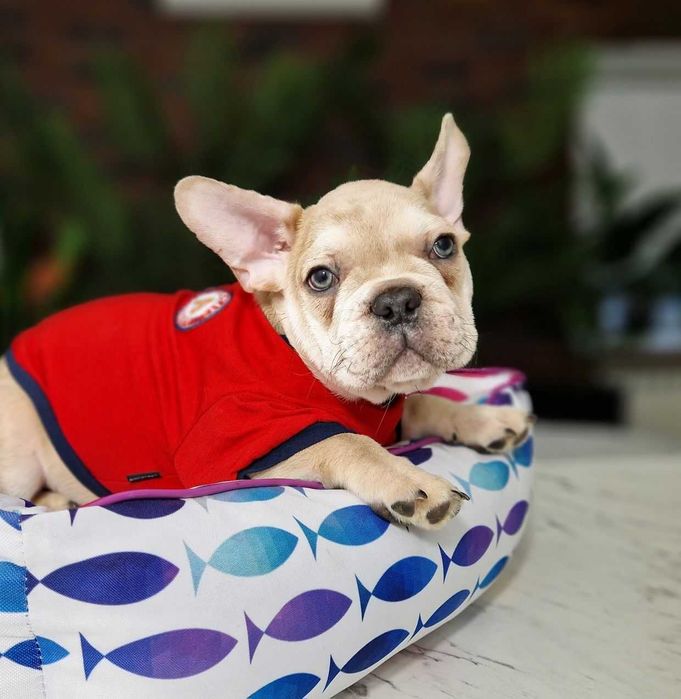 Детки конфетки! Щенки французского бульдога!