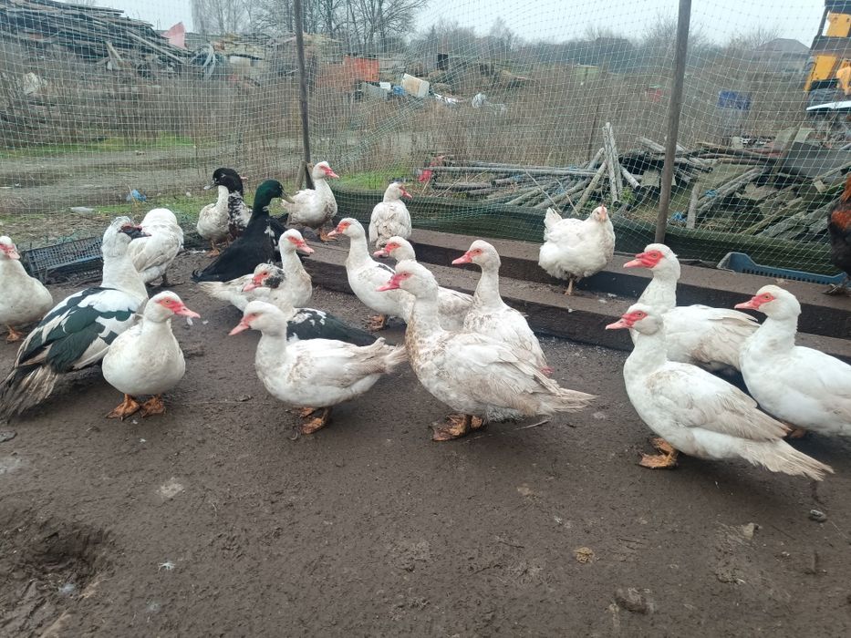 Продам мускусна качка, шипуни живою вагою