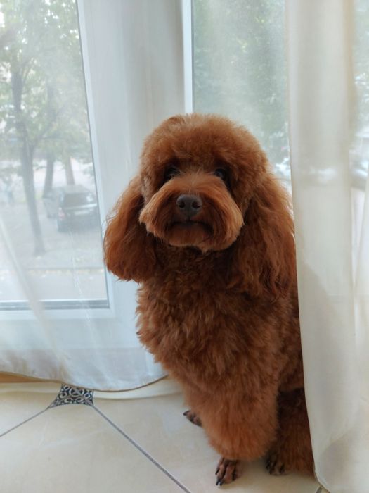 Вязка карликового пуделя