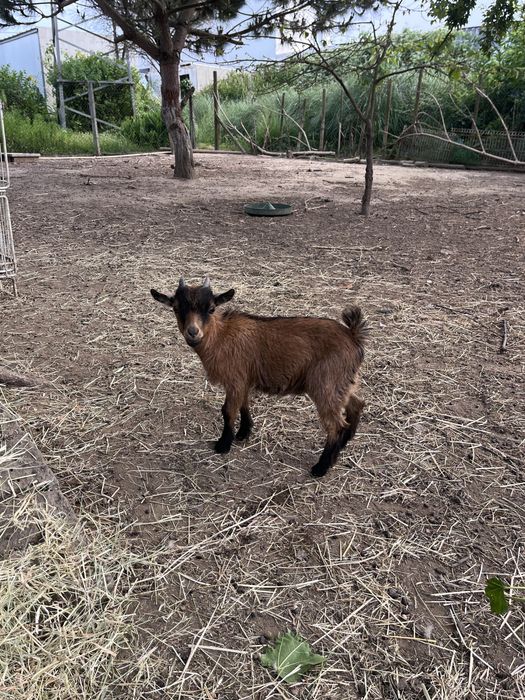 Cabrito anao bebe