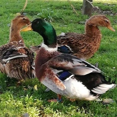 Ovos Pato Rouen Fecundados