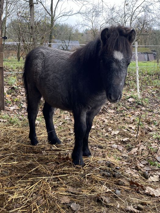 Sprzedam kucyka szetlandzkiego