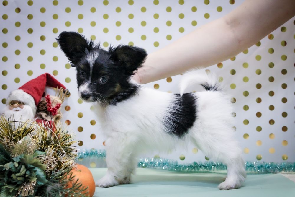 Неймовірний малюк триколор