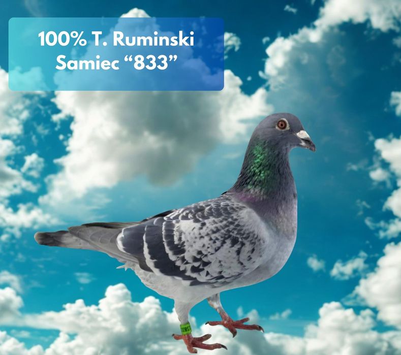 Gołąb pocztowy Samiec Tomasz Rumiński