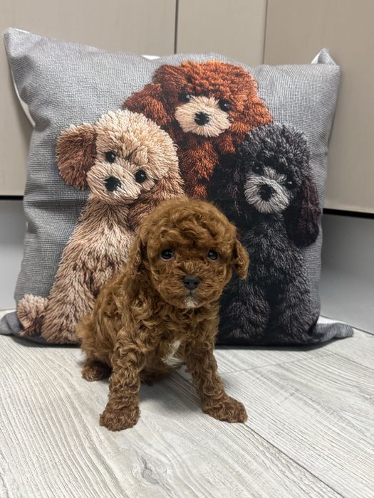 Мальчик тикап Китай