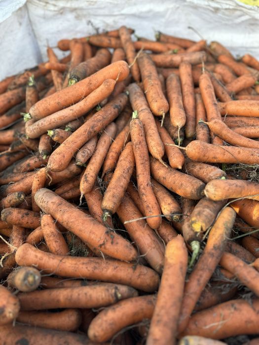Marchew handlowa, recznie zbierana.