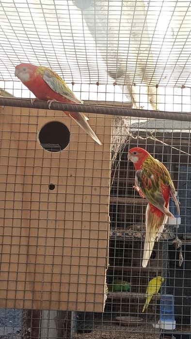 Ring neks reprodutores