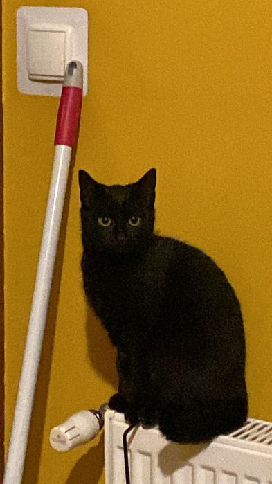 Czarny Tymbark poleca się do adopcji