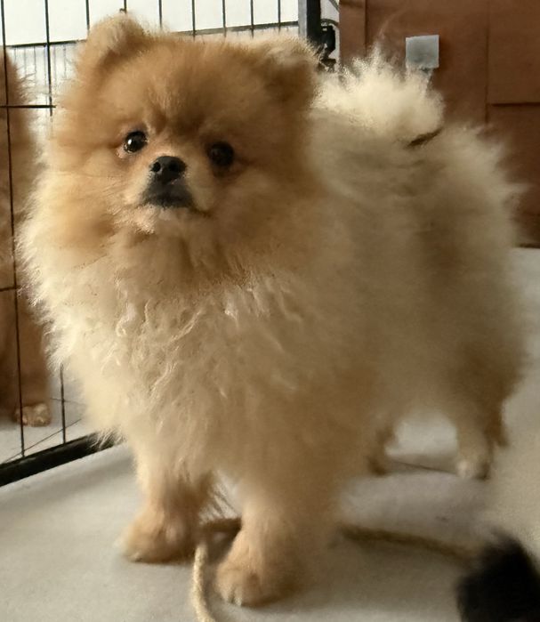 Szpic miniaturowy pomeranian kremowy ZKwP