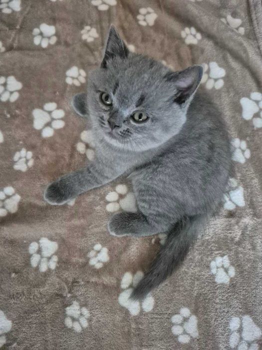 Gatinho Scotish Straight