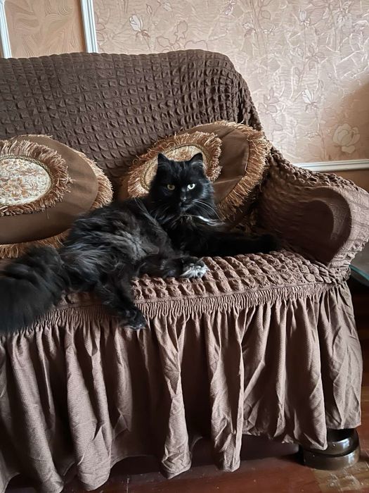 Догляну за котиком чи кішечкою під час відпустки Біла Церква та Ірпінь